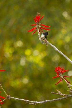 Bird on a branch の写真素材