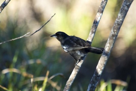Common Raven  Corvus corax   The Common Raven, also known as the Northern Raven, is a large, all-black passerine bird の写真素材