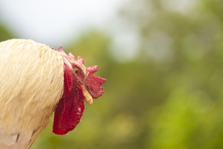 Red Chicken Head Close-Upの写真素材