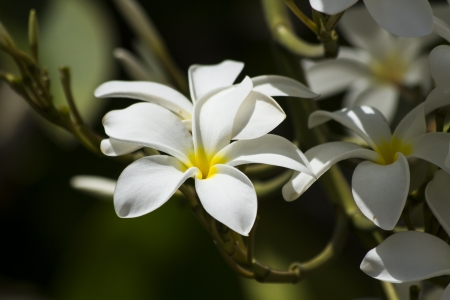Flower on White Background Isolated, Daffodilの写真素材