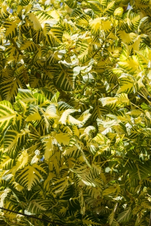 Oak leafs seamless background - background for continuous replicate の写真素材