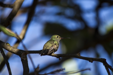 Humingbird standing on a branch の写真素材
