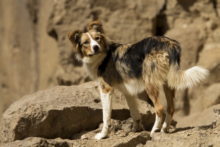 Brown and white dog with the tounge out of his mouth の写真素材