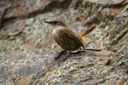 Small little brown bird standing with natural background の写真素材