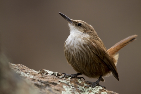 Small little brown bird standing with natural background の写真素材