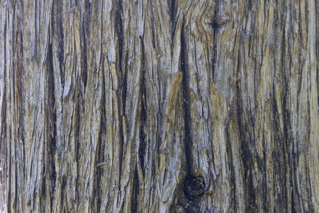 Wooden tree texture that can be used as background の写真素材