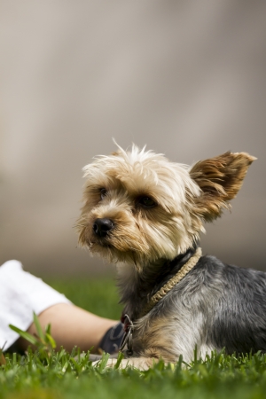 Cute Yorkshire Terrier Dog Playing in the Yardの写真素材