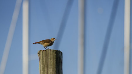 A furnarius rufus enjoying the morning sunの写真素材