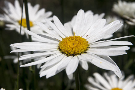 field of daisy flowers