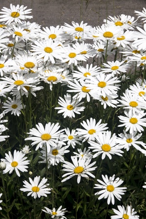 field of daisy flowersの写真素材