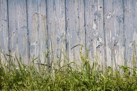 Fresh spring green grass over wood fence backgroundの写真素材