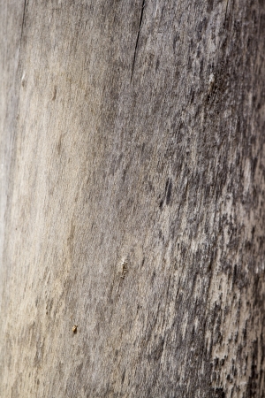 Wood texture の写真素材
