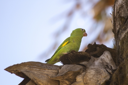 Colorful Parrot in dense vegetationの写真素材