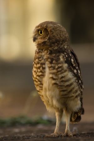 Owl looking attentive, with large yellow eyes の写真素材