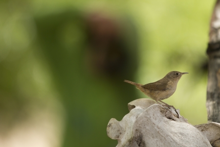 Little bird carring food to the nest and photographer on the background takeing some photos の写真素材