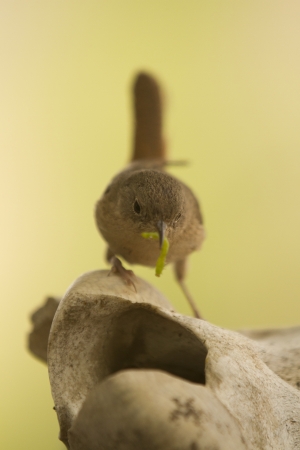 Small little brown bird standing with natural background の写真素材