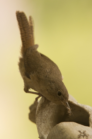 Small little brown bird standing with natural background の写真素材