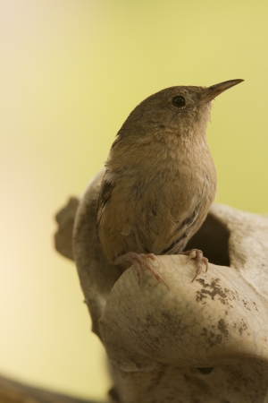 Small little brown bird standing with natural background の写真素材