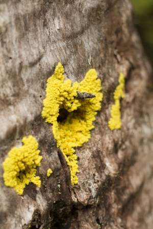 Wood fand yellow fungus like a heart の写真素材
