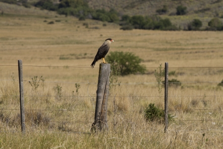 Crested caracara on a fencepost about to fly の写真素材