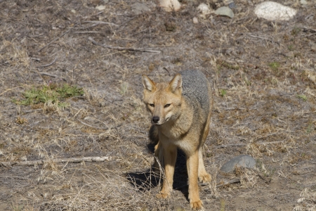 wild red fox in patagonia argentinaの写真素材