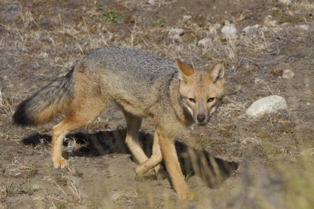 wild red fox in patagonia argentinaの写真素材