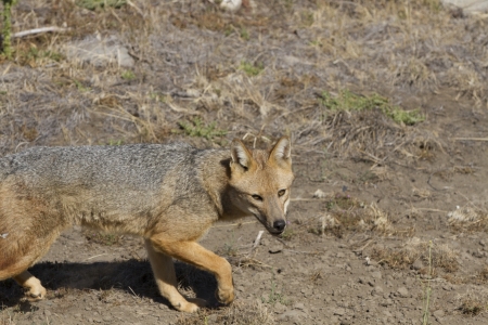 wild red fox in patagonia argentinaの写真素材