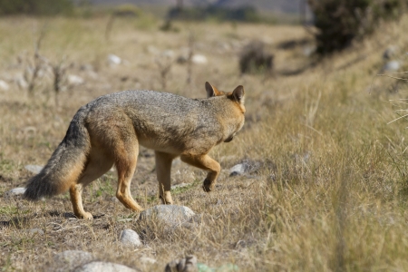 Wild red fox in patagonia の写真素材