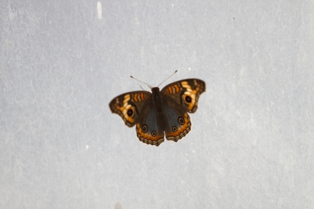 Butterfly の写真素材