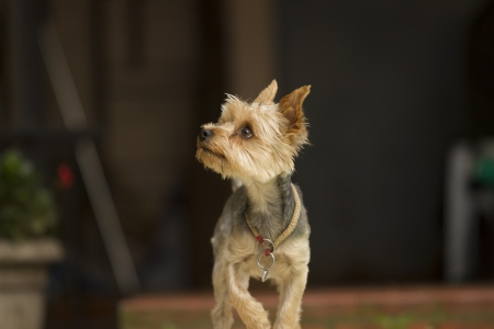 Cute Yorkshire Terrier Dog Playing in the Yardの写真素材