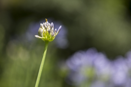 agapantus, agapantos  Flowers in garden の写真素材