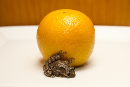 Green  European or water  frog on a plate with an orange の写真素材
