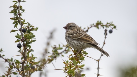 Small little cute bird on a branch branching outside in south patagonia, argentina, blur background, natural wildlife の写真素材