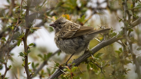 Small little cute bird on a branch branching outside in south patagonia, argentina, blur background, natural wildlife の写真素材