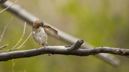 Small little cute bird on a branch branching outside in south patagonia, argentina, blur background, natural wildlife の写真素材