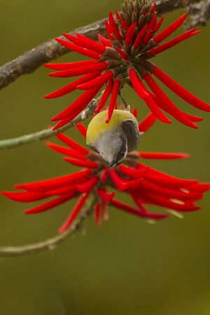Black- capped Chickadee  Poecile atricapillus  on a flowering Quince branch の写真素材