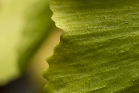 structure of leaf natural backgroundの写真素材