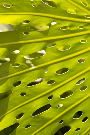 Green leaf with natural holes, and some other leaf passing thought one of these holes の写真素材