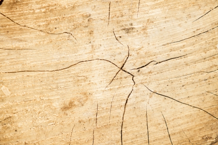 wood texture, veta age of the treeの写真素材