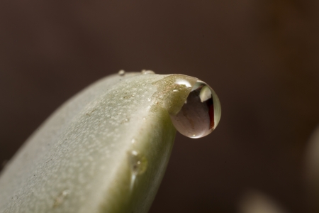 Close up of a water drops on cactus leavesの写真素材