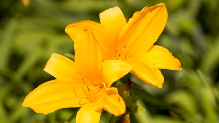 lilium flower, lirio, detail or orange yellow red flower in the garden with blurred green background の写真素材