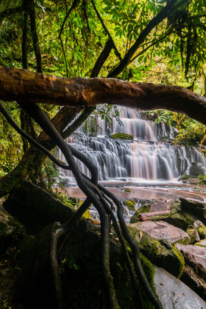 In a temperate rainforest on New Zealand's South Island a roaring waterfall flows along the rocky bank. A mossy tree branch dominates the foreground.の写真素材