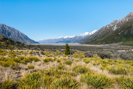 The views into the Hooker Valley with snow capped mountains are amazing. A single tree grows in the...