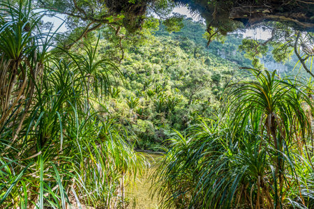 A wide river flows through a lush temperate rainforest covered with palms and ferns. Huge hills at both sides fall of steeply into the river valley.の写真素材