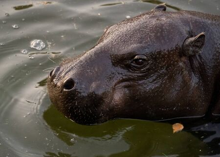 Hippopotamus swims in waterの写真素材