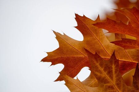 Autumn leaves white backgroundの写真素材