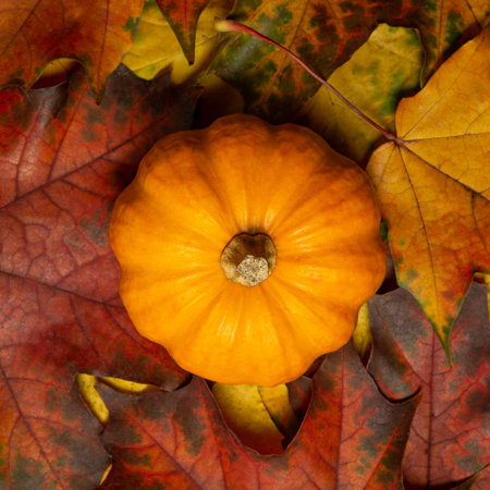 Colorful autumn leaves background and pumpkinの写真素材