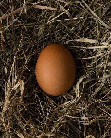 One brown egg lies on hayの写真素材