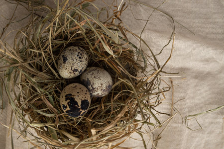 Quail eggs in a nest of hay on a beige fabric. View from above