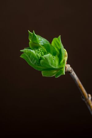 Young green sprout on a tree branch in springの写真素材